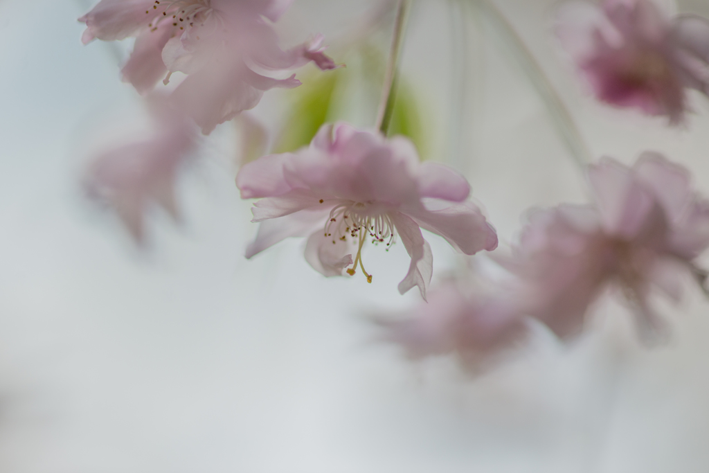 夢桜