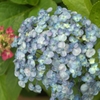 紫陽花の季節