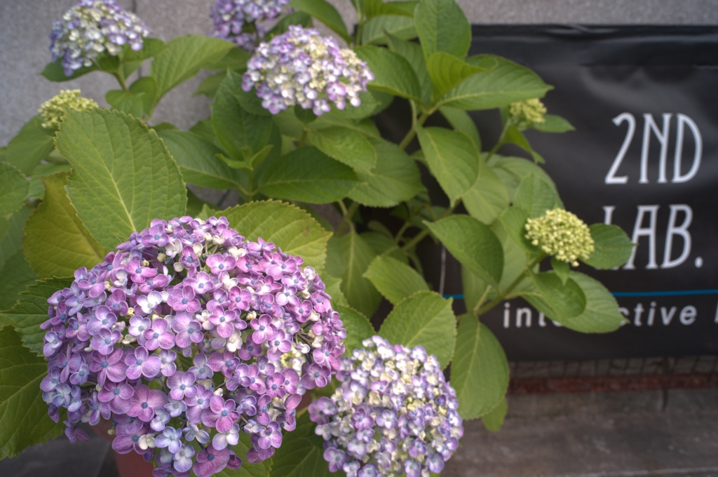 道端の紫陽花