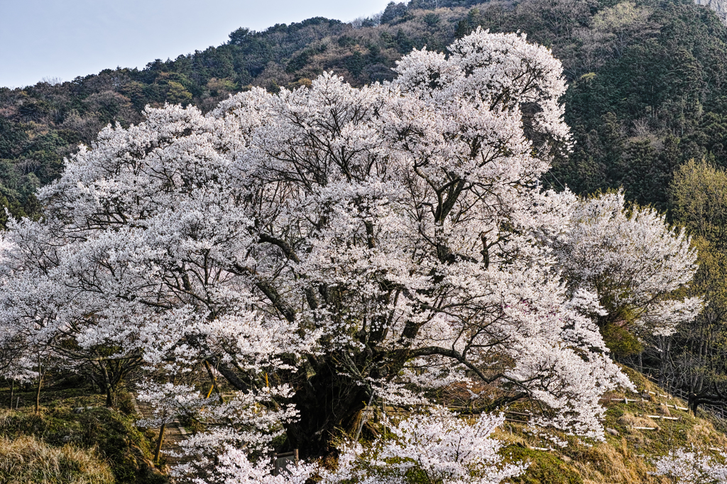 千年桜