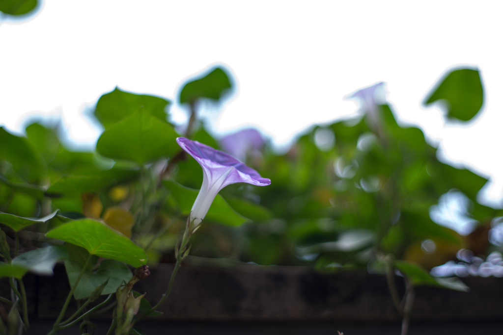 夏の花