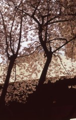 都会の中の桜