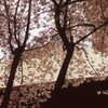 都会の中の桜