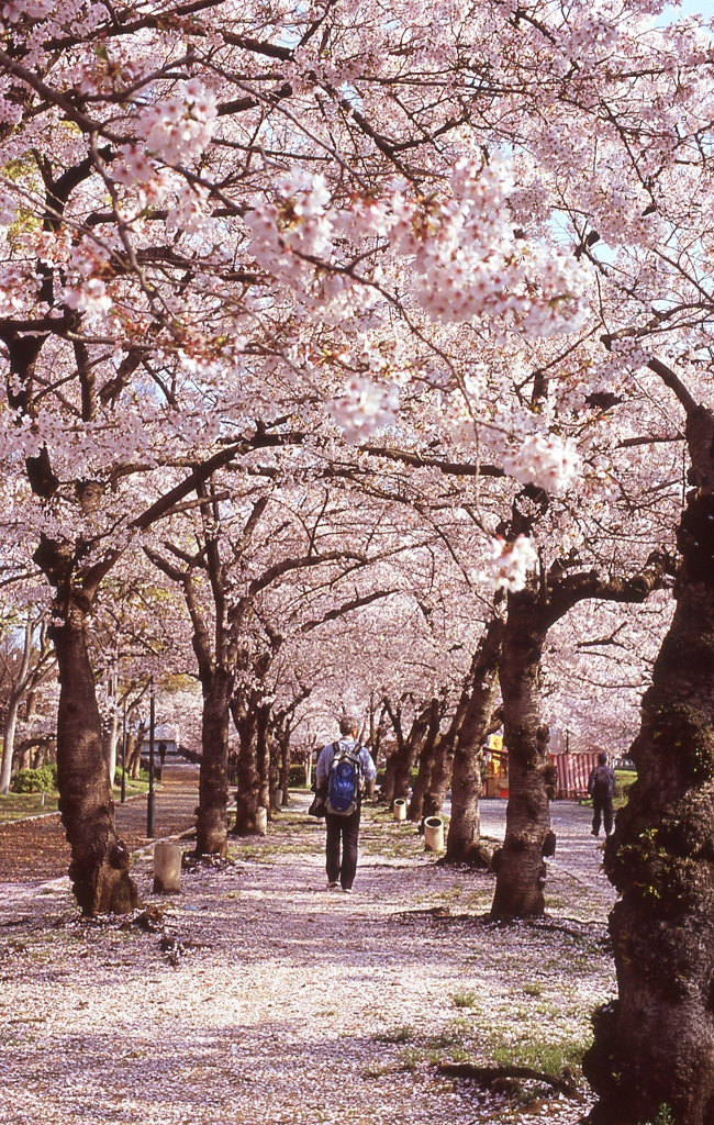 桜の絨毯