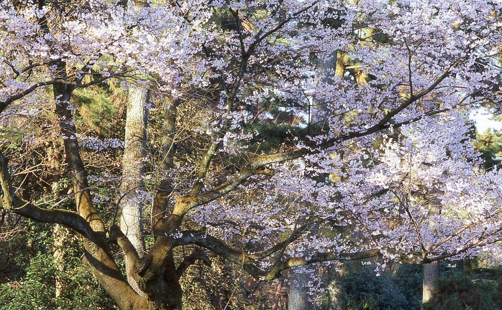 SAKURA