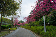 桜の季節