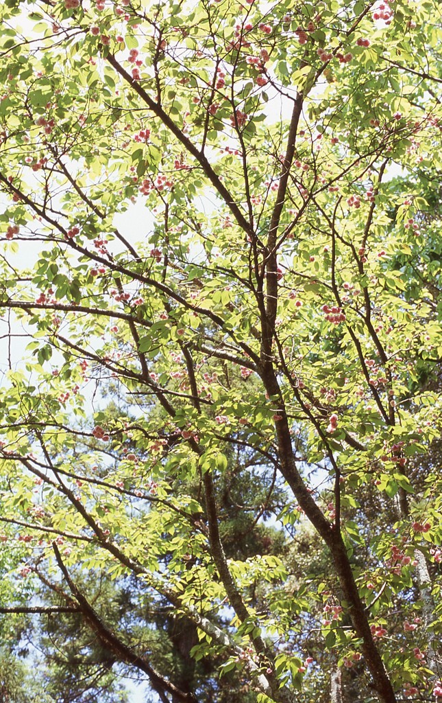 奈良の都の八重桜