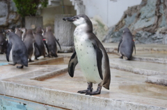 羽村動物園