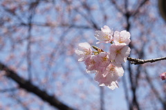 大島桜　