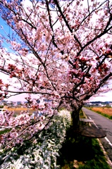 近所の桜