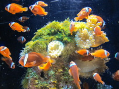 沖縄の海
