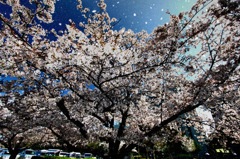 桜吹雪