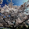 桜吹雪