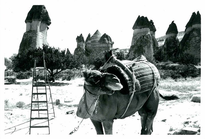 Camel
