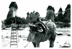 Camel
