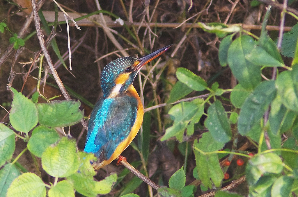 かくれんぼカワセミ