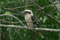 ワライカワセミ(Laughing Kookaburra)