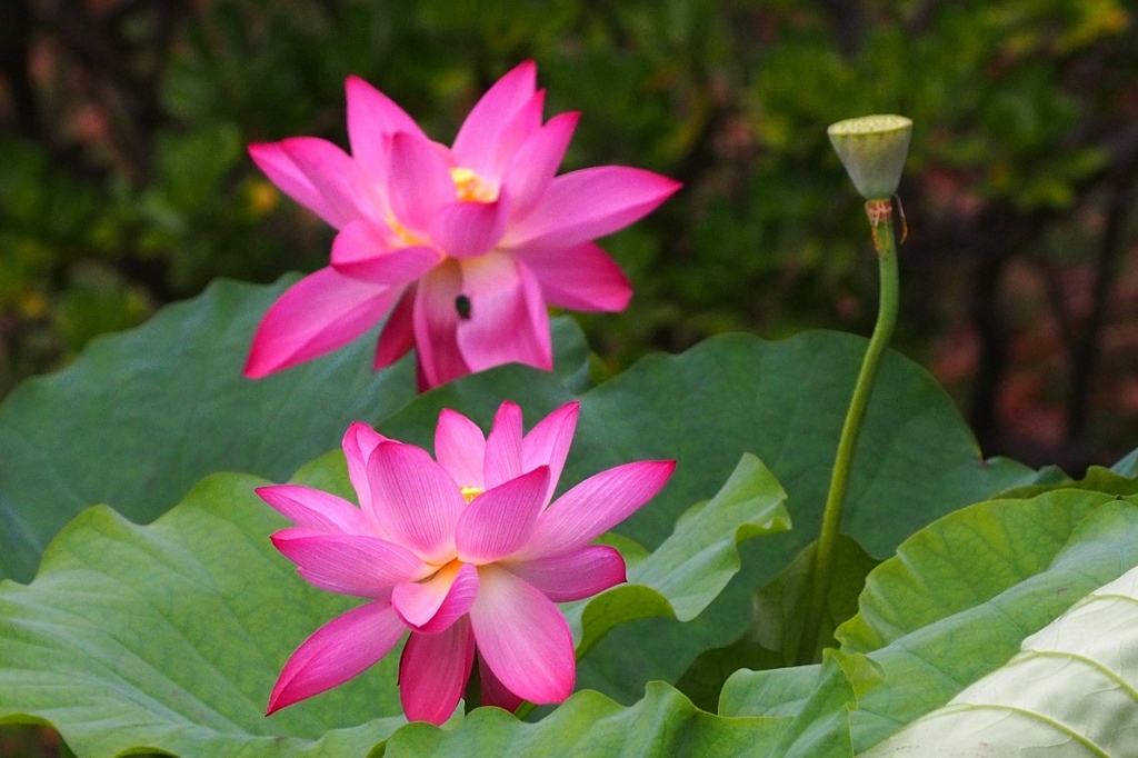 おごそかにぃ～、華やかにぃ～