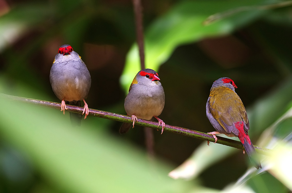 フヨウチョウ(Red-browed Finch)