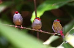 フヨウチョウ(Red-browed Finch)