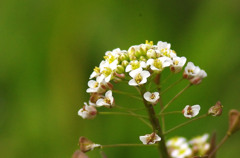 この花？？？