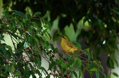 キイロミツスイ(Yellow Honeyeater)