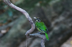 ミミグロネコドリ(Spotted Catbird)