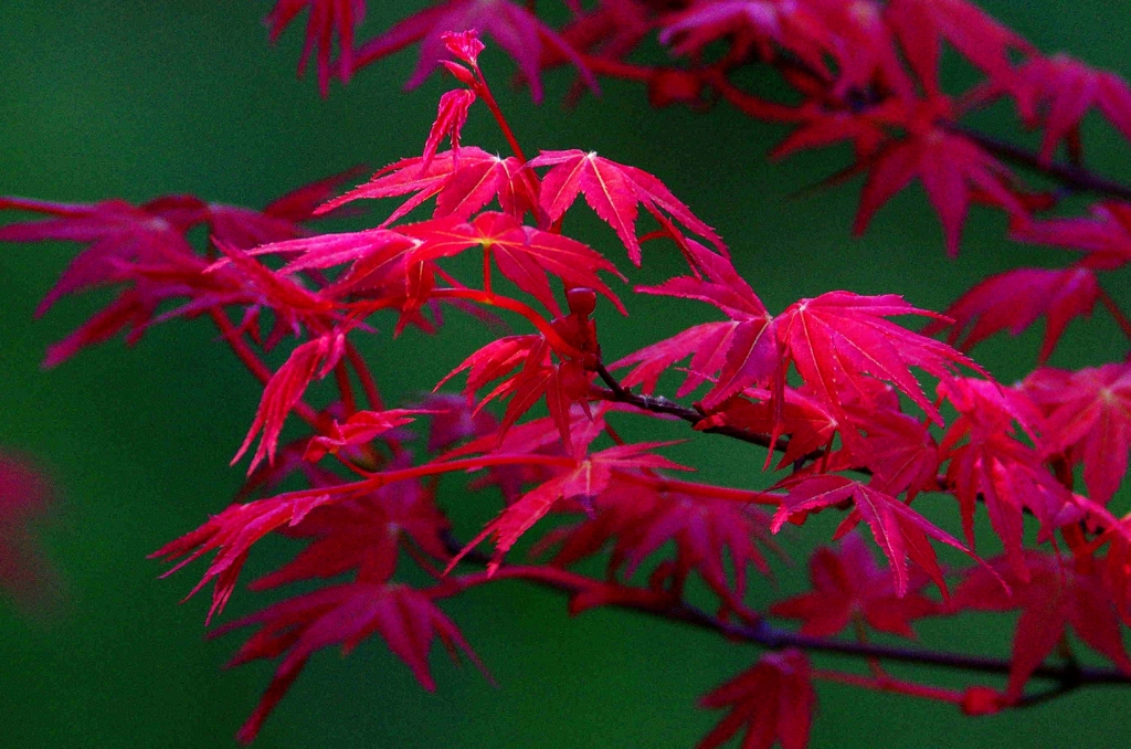 春の紅葉！