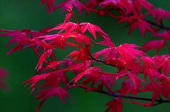 春の紅葉！
