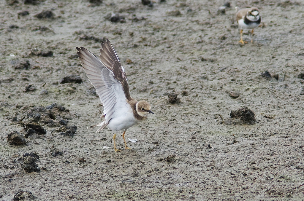 着地かと思ったら？