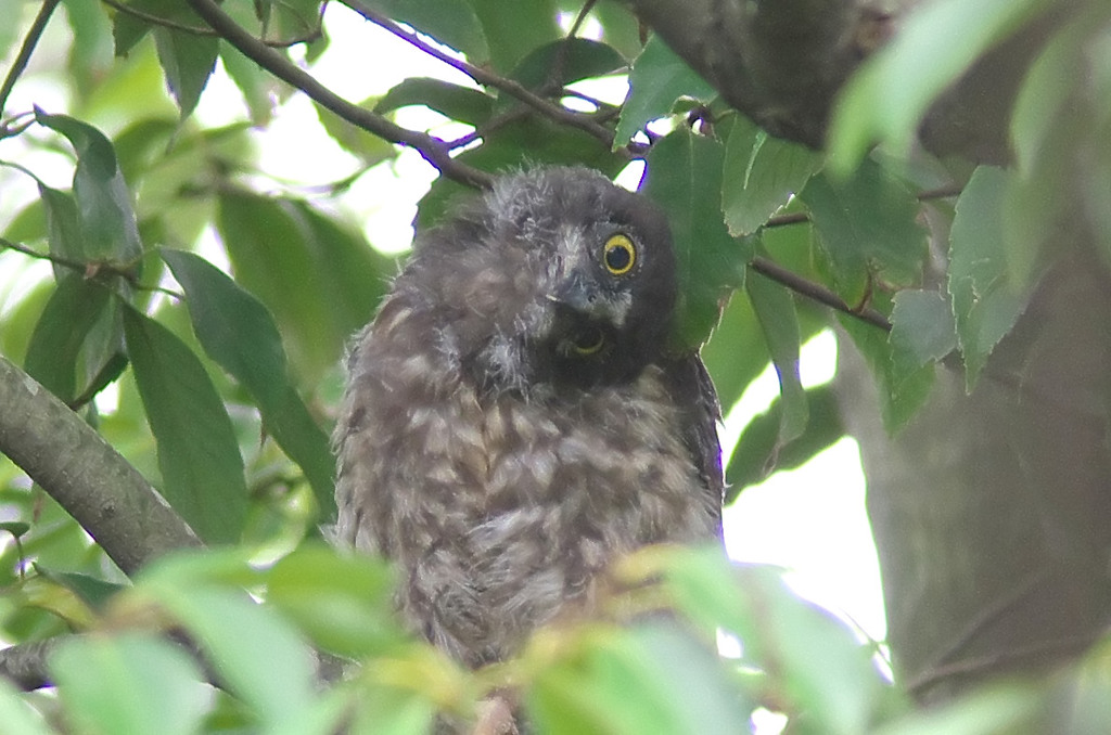 片眼の･･･ｱｵﾊﾞｽﾞｸ幼鳥？