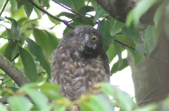 片眼の･･･ｱｵﾊﾞｽﾞｸ幼鳥？