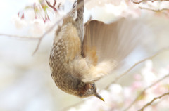溶け込んで・・・
