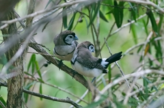 カノコスズメ(Double-barred Finch)