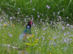 山野草に埋もれて