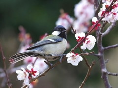 梅とシジュウカラ
