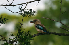 アオバネワライカワセミ(Blue-winged Kookaburra)