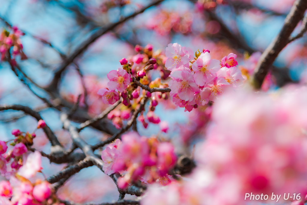 葵桜のアラカルト