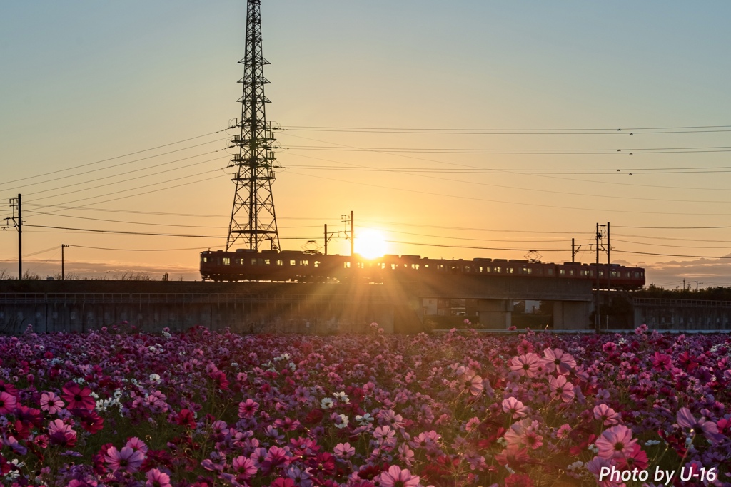 朝日と電車とコスモス畑②