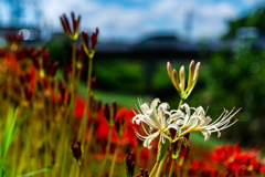 紅白花合戦