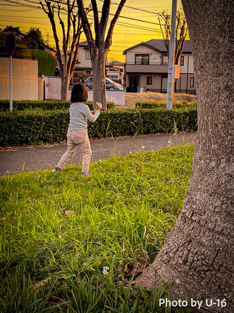 夕暮れのタンポポ娘。