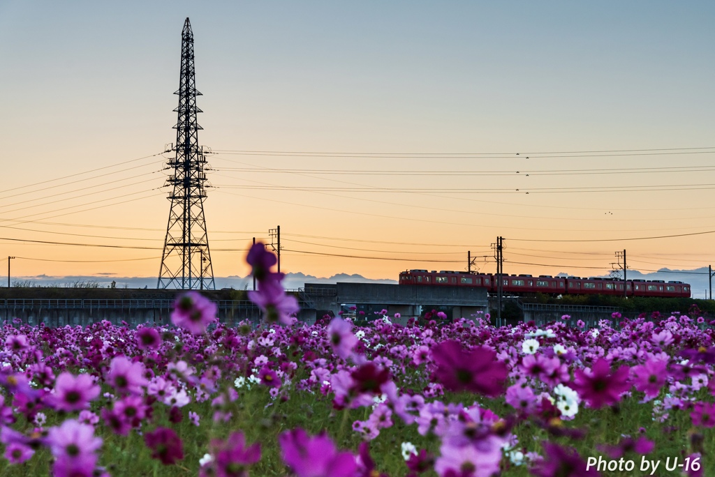 朝日と電車とコスモス畑①