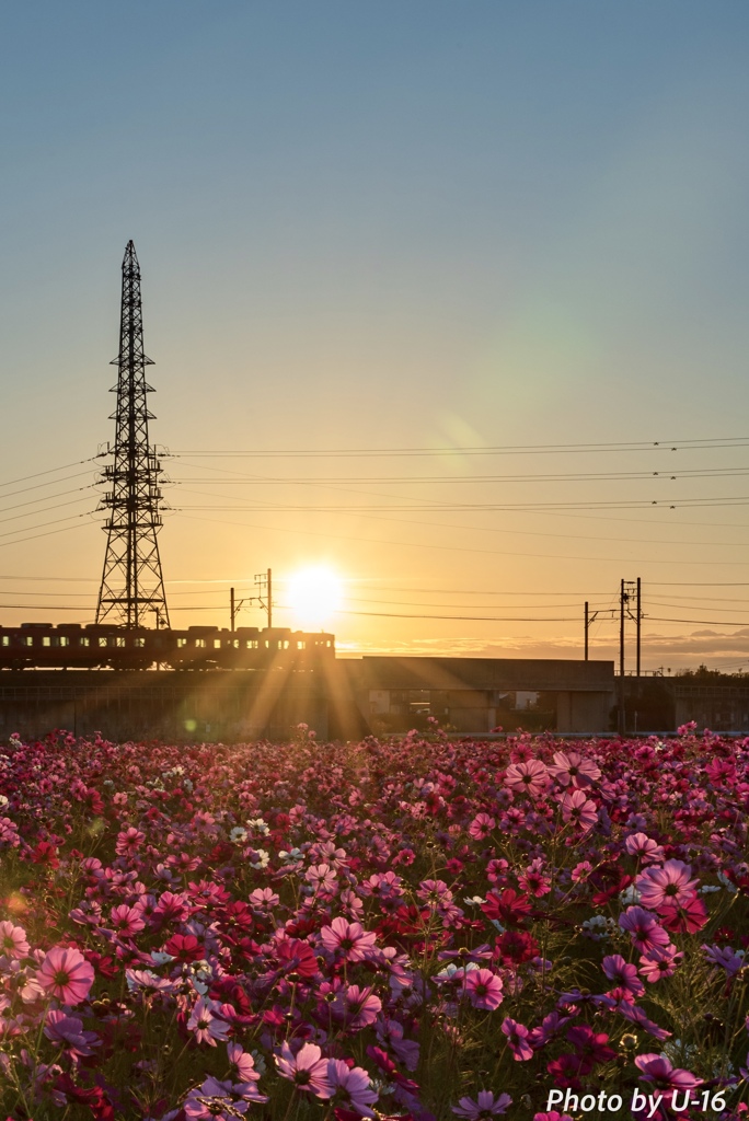 朝日と電車とコスモス畑③