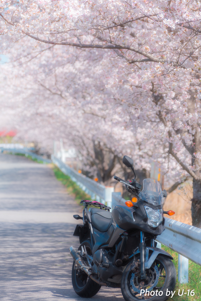 愛馬と桜並木