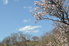 白梅と空