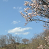 白梅と空