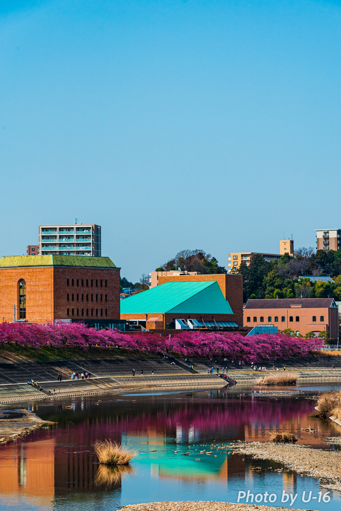 乙川の葵桜