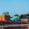 乙川の葵桜