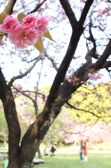 清澄庭園の八重桜。