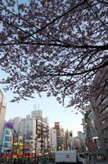 上野のお山。